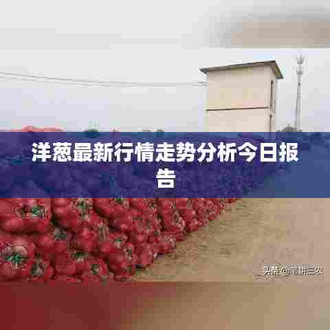 洋葱最新行情走势分析今日报告