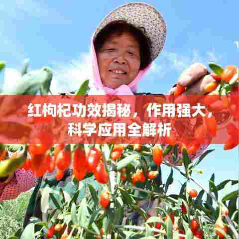 红枸杞功效揭秘，作用强大，科学应用全解析