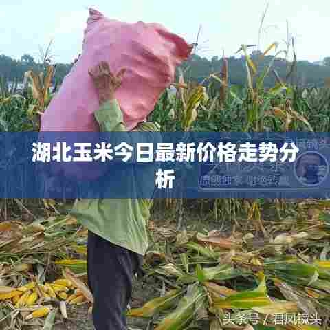湖北玉米今日最新价格走势分析