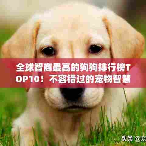 全球智商最高的狗狗排行榜TOP10！不容错过的宠物智慧比拼！