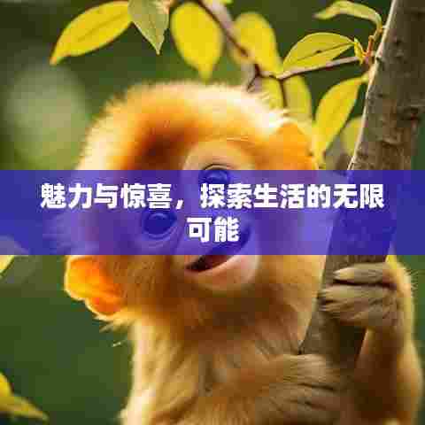 魅力与惊喜，探索生活的无限可能