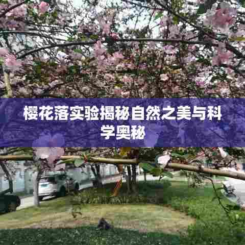 樱花落实验揭秘自然之美与科学奥秘