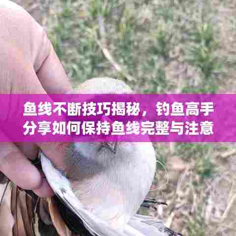 鱼线不断技巧揭秘，钓鱼高手分享如何保持鱼线完整与注意事项