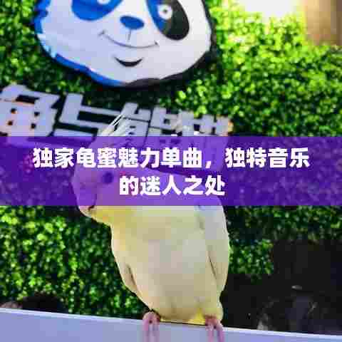 独家龟蜜魅力单曲，独特音乐的迷人之处