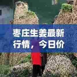 枣庄生姜最新行情，今日价格走势及最新消息速递