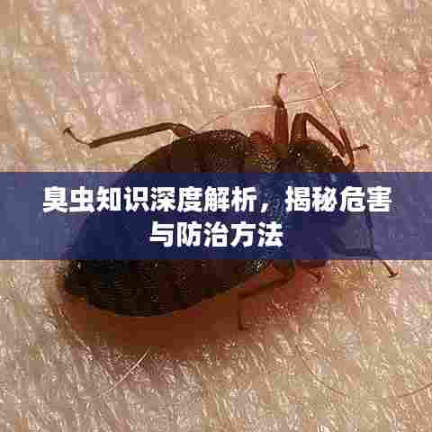 臭虫知识深度解析，揭秘危害与防治方法