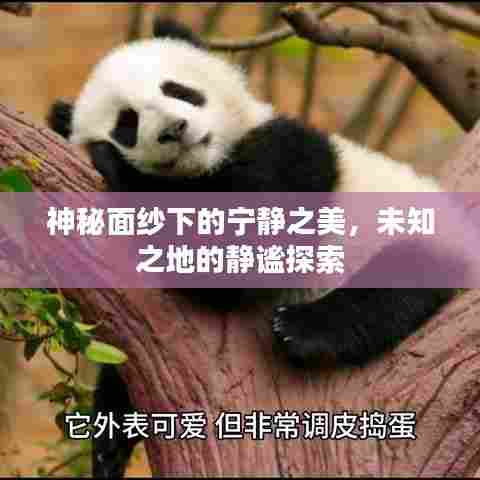 神秘面纱下的宁静之美，未知之地的静谧探索