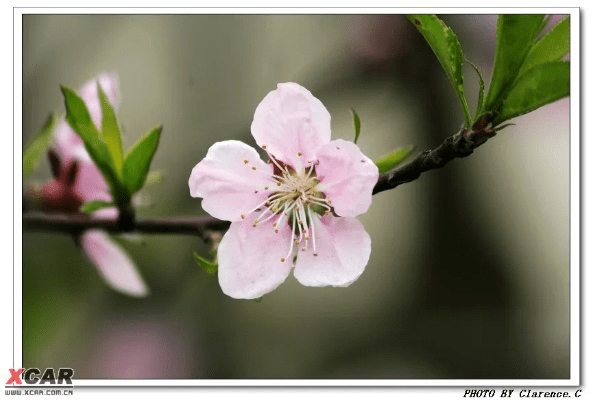 桃花新版本,未来解答解析说明 Executive_v2.252