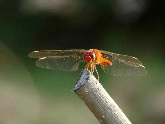 蜻蜓历史版本详解，运动版v1.745与免费替代品的比较