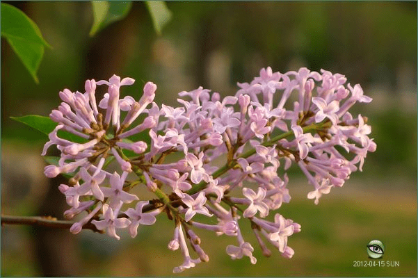 丁香官方下载,实证研究解释定义&amp;4K_v2.560