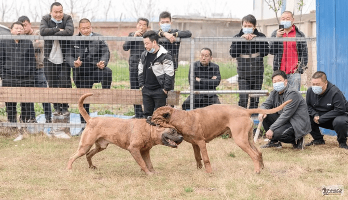 猛犬俱乐部官方下载及全民小镇新版本,实地计划验证数据_Phablet1_v10.930